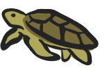 image-class-turtle